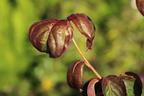 Japanischer Blumen-Hartriegel 'Heart Throb' - Cornus kousa 'Heart Throb'