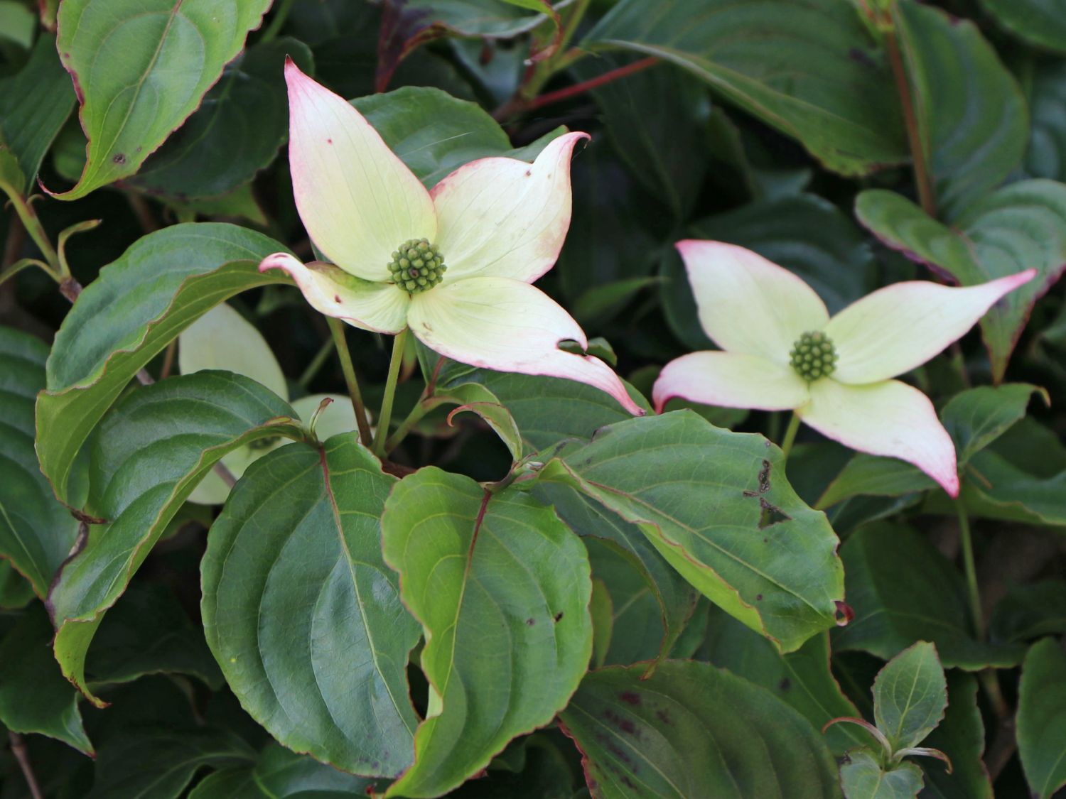 Japanischer Blumen-Hartriegel 'Koree' - Cornus kousa 'Koree'