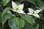 Japanischer Blumen-Hartriegel 'Koree' - Cornus kousa 'Koree'