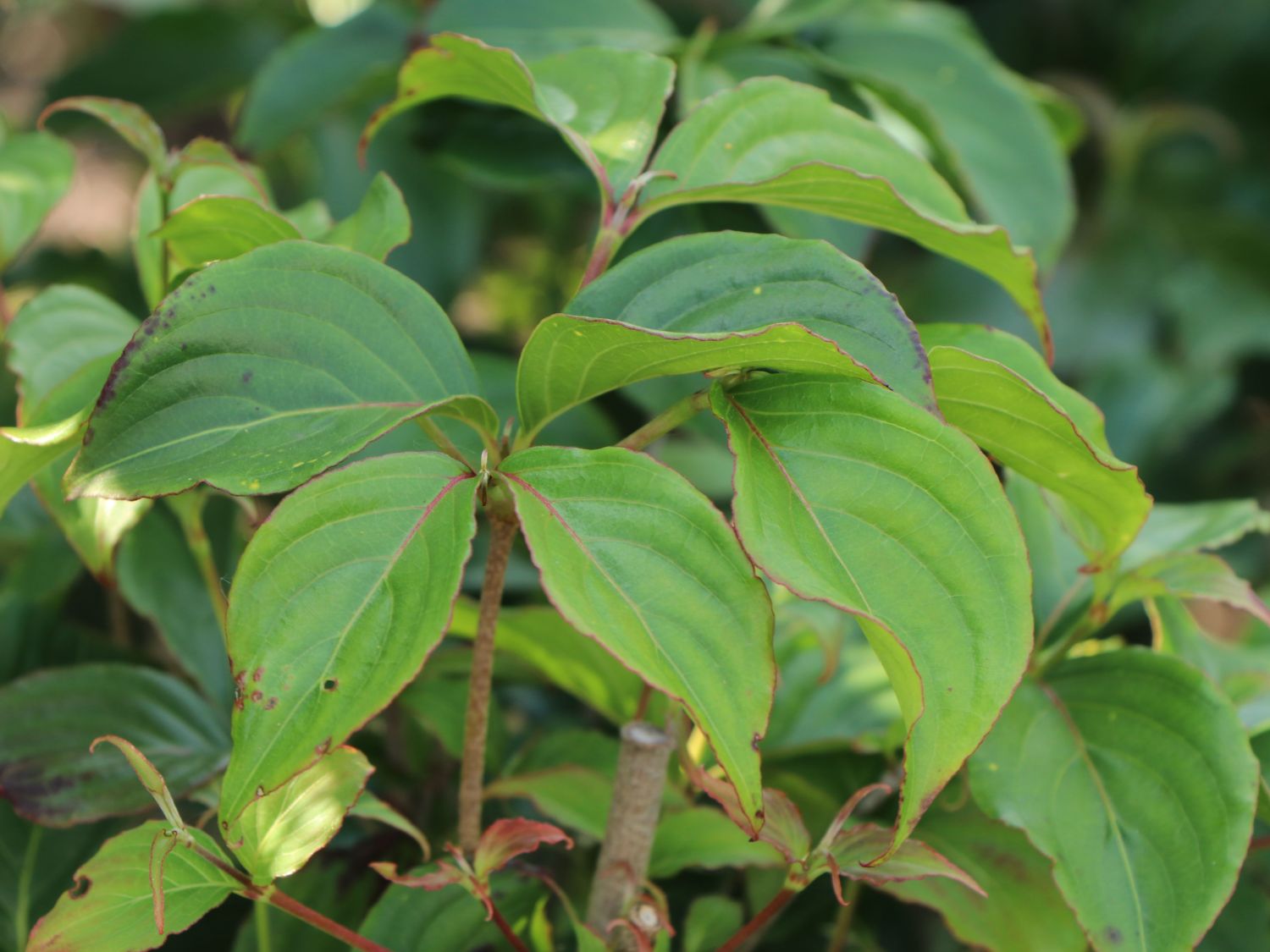 Japanischer Blumen-Hartriegel 'Koree' - Cornus kousa 'Koree'