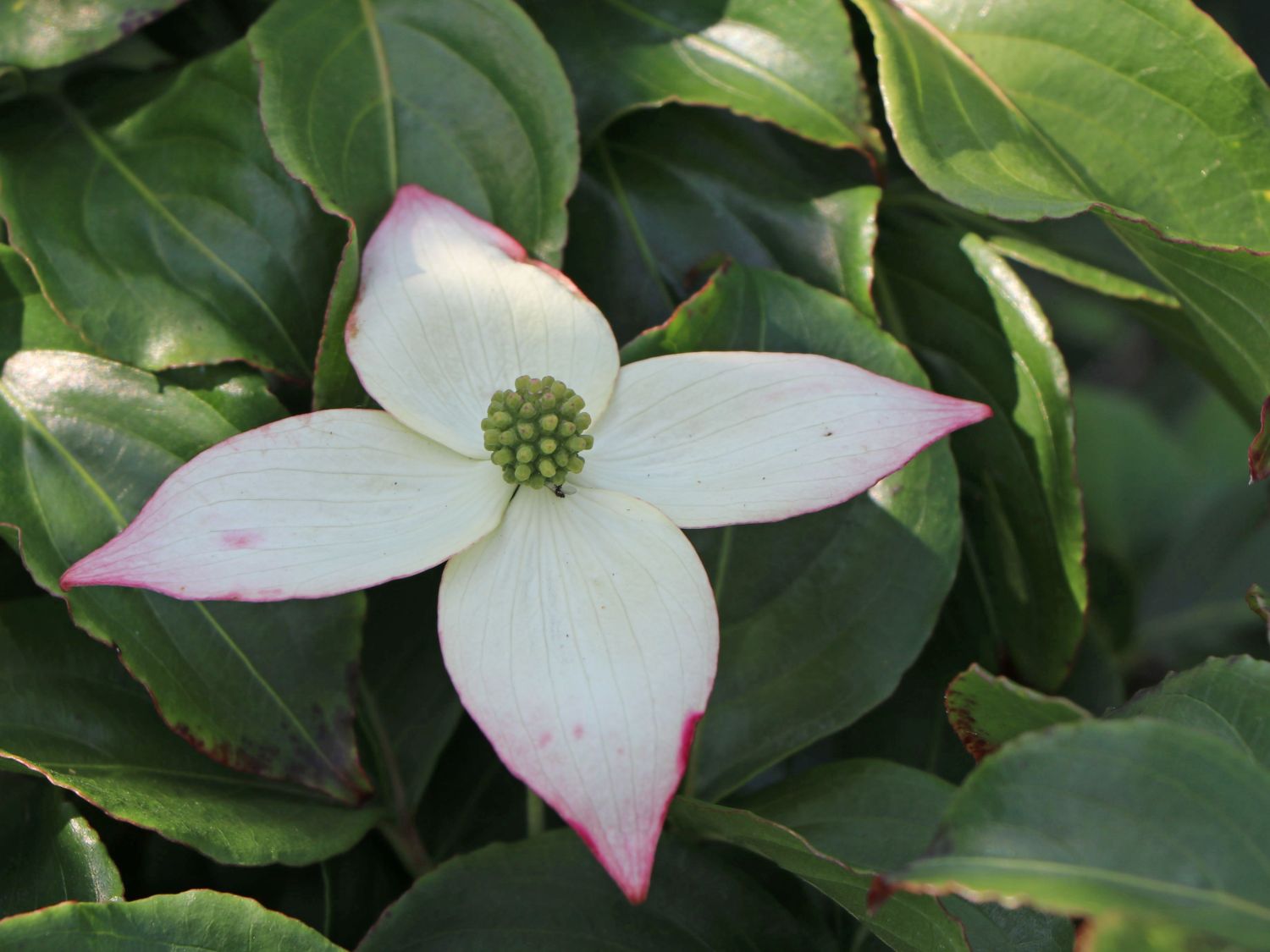 Japanischer Blumen-Hartriegel 'Koree' - Cornus kousa 'Koree'