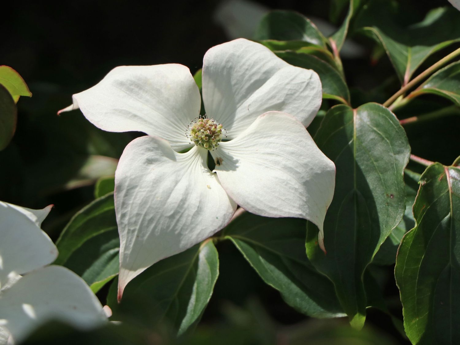 Japanischer Blumen-Hartriegel 'Koree' - Cornus kousa 'Koree'