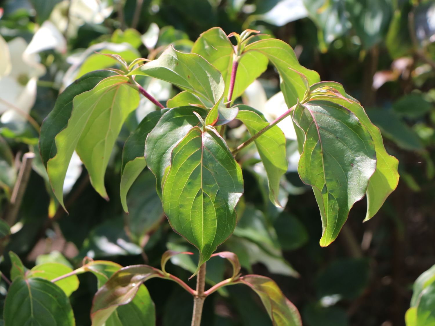Japanischer Blumen-Hartriegel 'Koree' - Cornus kousa 'Koree'