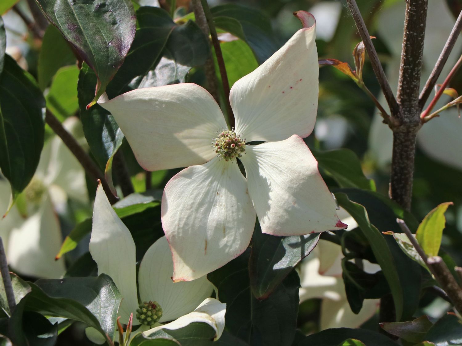 Japanischer Blumen-Hartriegel 'Koree' - Cornus kousa 'Koree'
