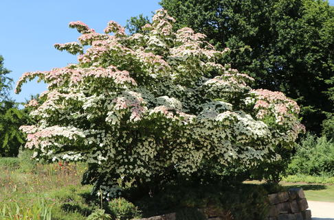 Japanischer Blumen-Hartriegel 'Kreuzdame' - Cornus kousa 'Kreuzdame'