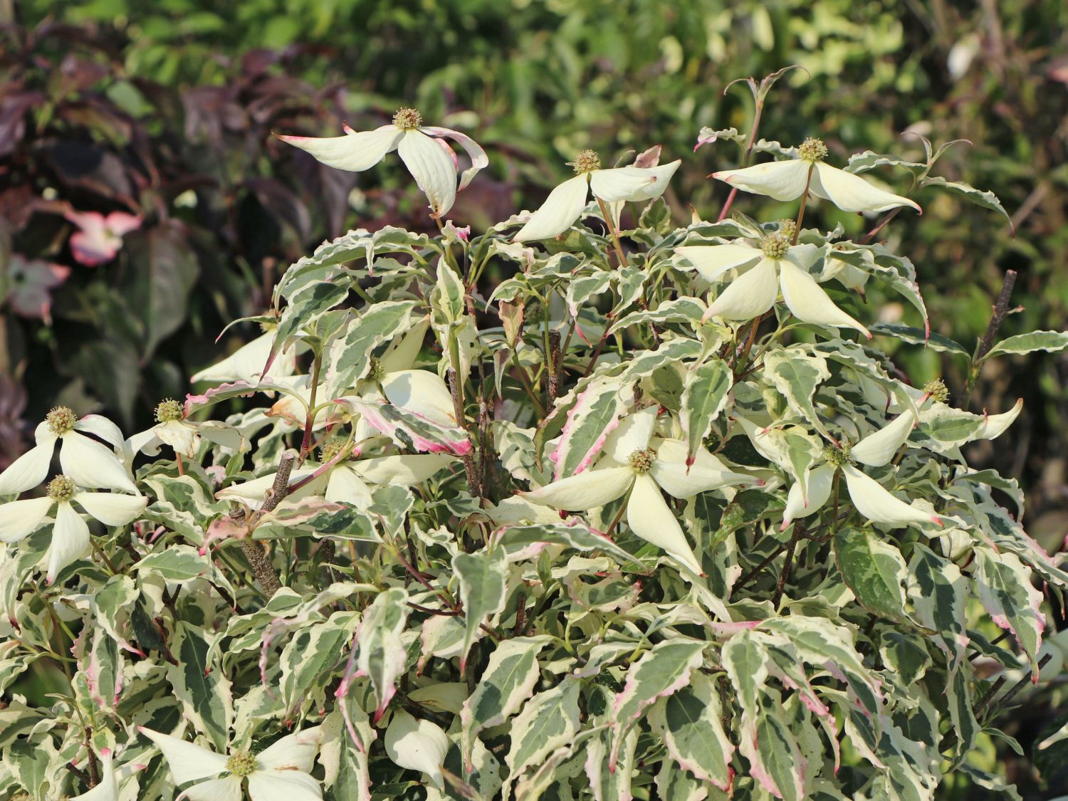 Japanischer Blumen-Hartriegel 'Laura'