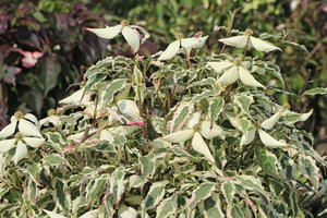 Japanischer Blumen-Hartriegel 'Laura'