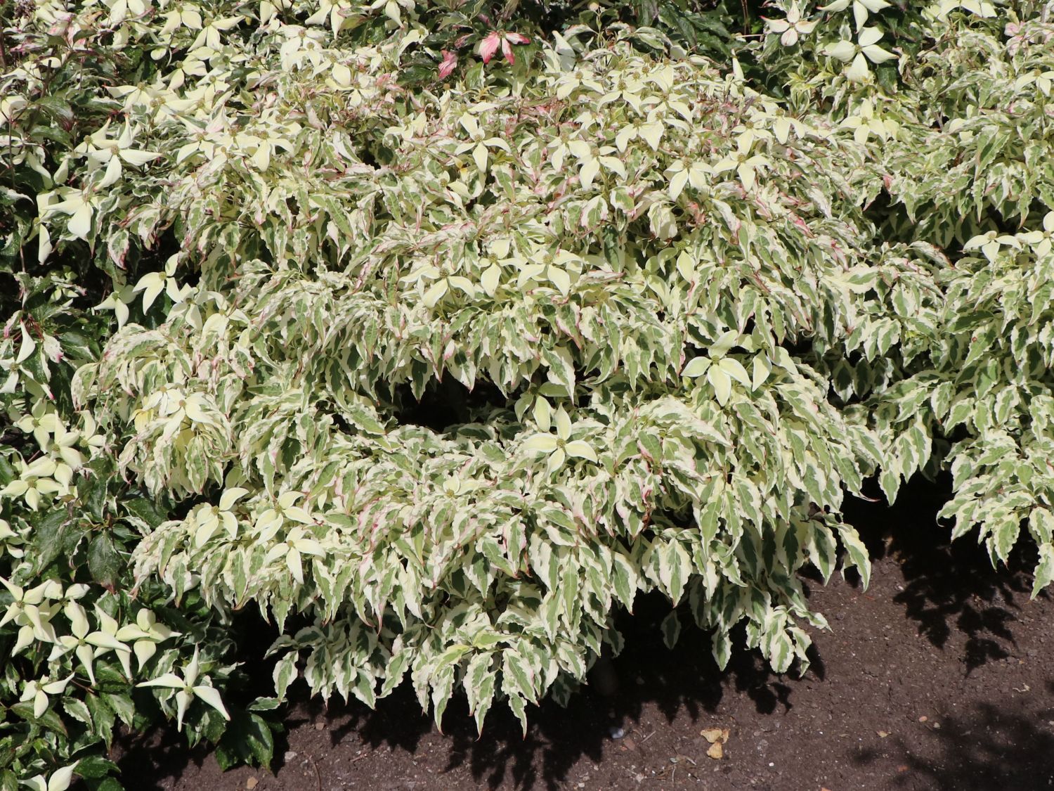 Japanischer Blumen-Hartriegel 'Laura' - Cornus kousa 'Laura'