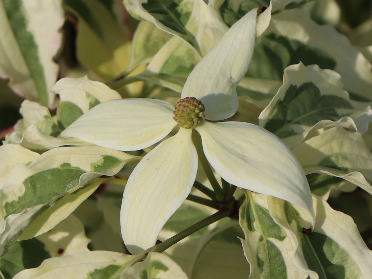 Japanischer Blumen-Hartriegel 'Laura' - Cornus kousa 'Laura'