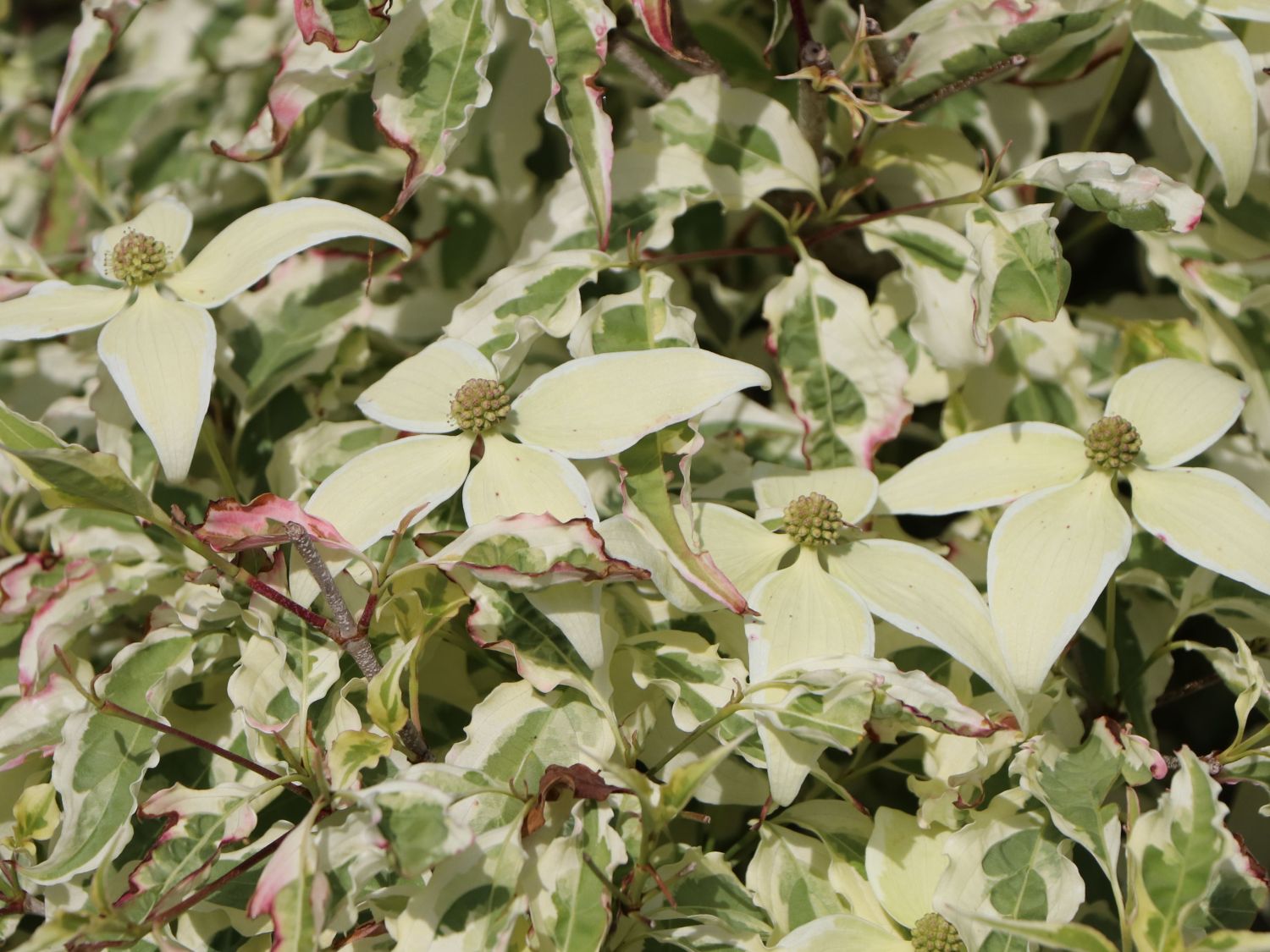 Japanischer Blumen-Hartriegel 'Laura' - Cornus kousa 'Laura'