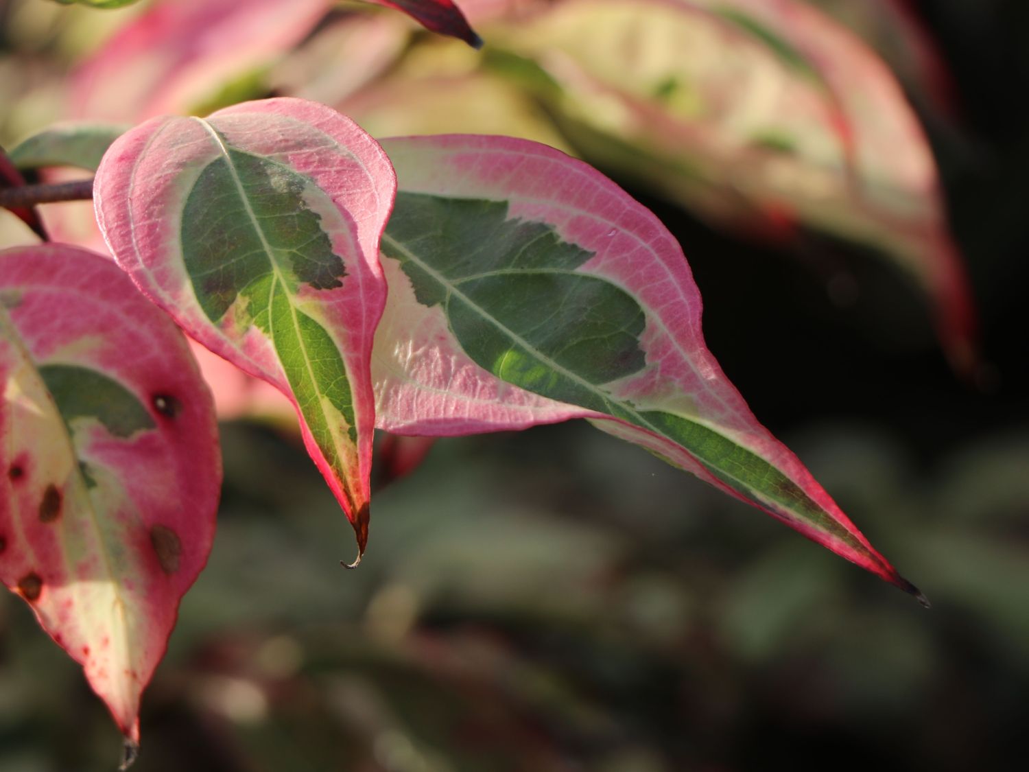 Japanischer Blumen-Hartriegel 'Laura' - Cornus kousa 'Laura'