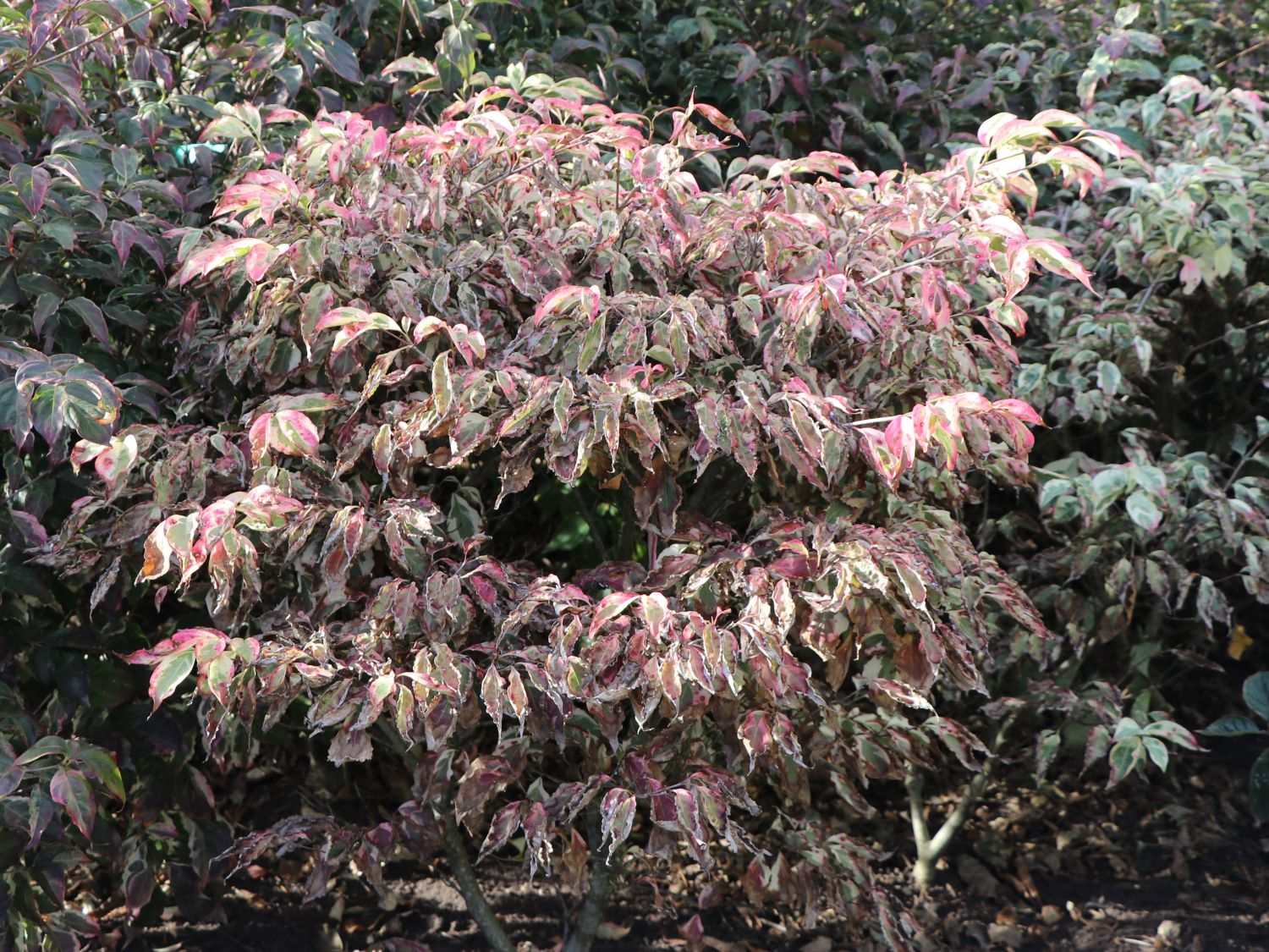 Japanischer Blumen-Hartriegel 'Laura' - Cornus kousa 'Laura'