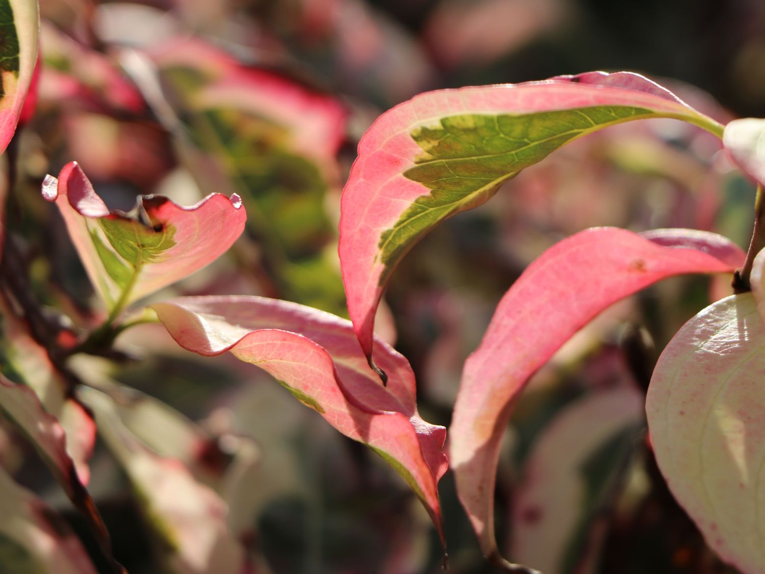 Japanischer Blumen-Hartriegel 'Laura' - Cornus kousa 'Laura'
