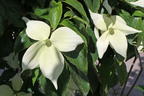 Japanischer Blumen-Hartriegel 'Moonbeam' - Cornus kousa 'Moonbeam'