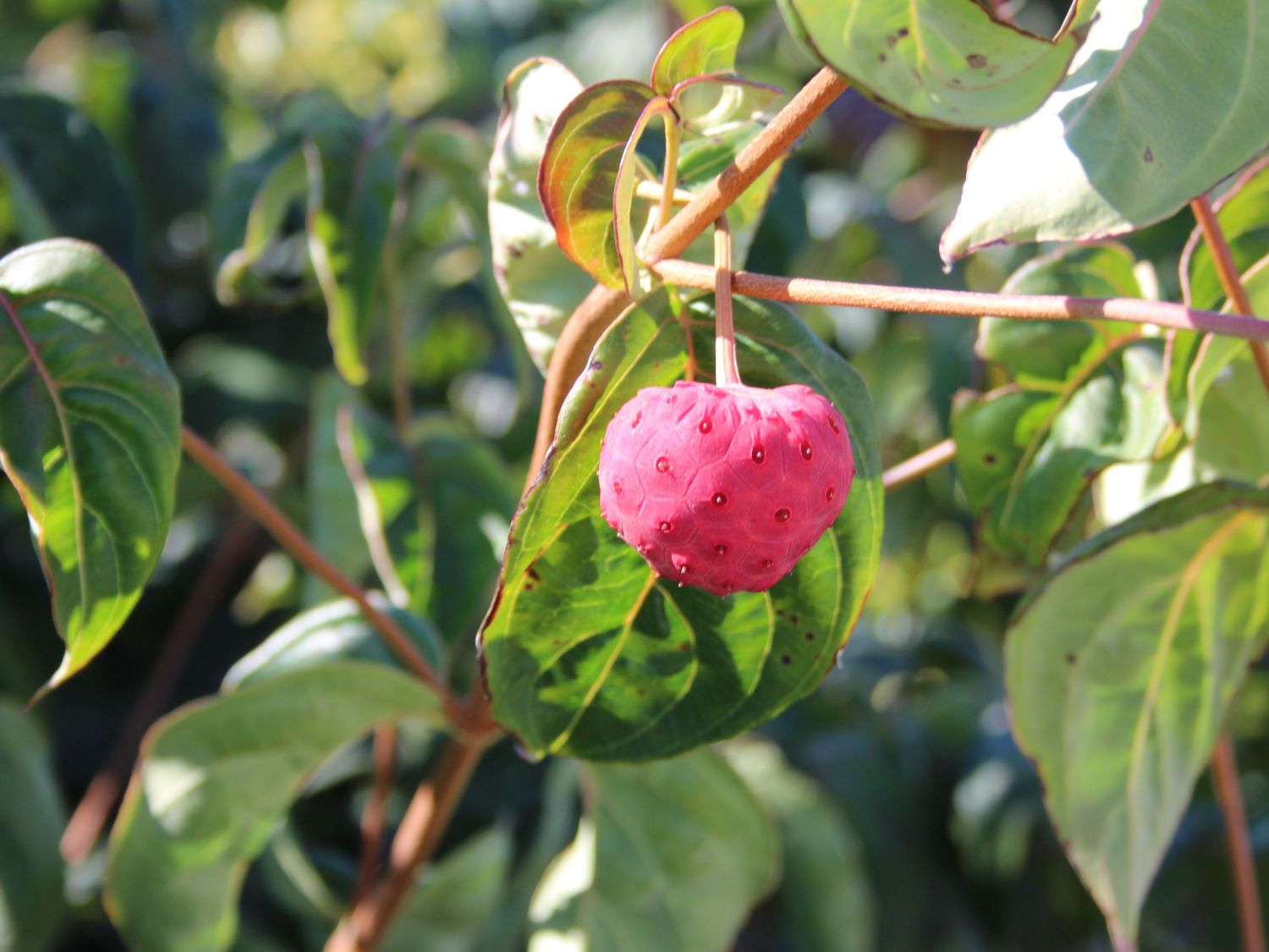 Chinesischer Blumen-Hartriegel 'National' - Cornus kousa var. chinensis 'National'