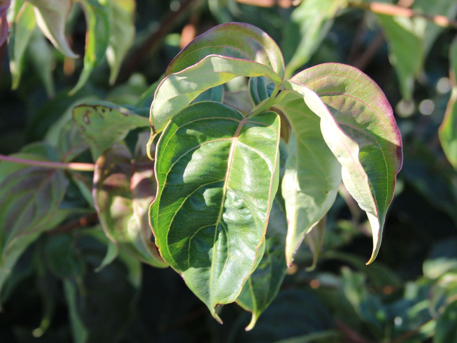 Chinesischer Blumen-Hartriegel 'National' - Cornus kousa var. chinensis 'National'