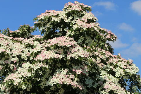 Japanischer Blumen-Hartriegel 'Norman Haddon' - Cornus kousa 'Norman Haddon'