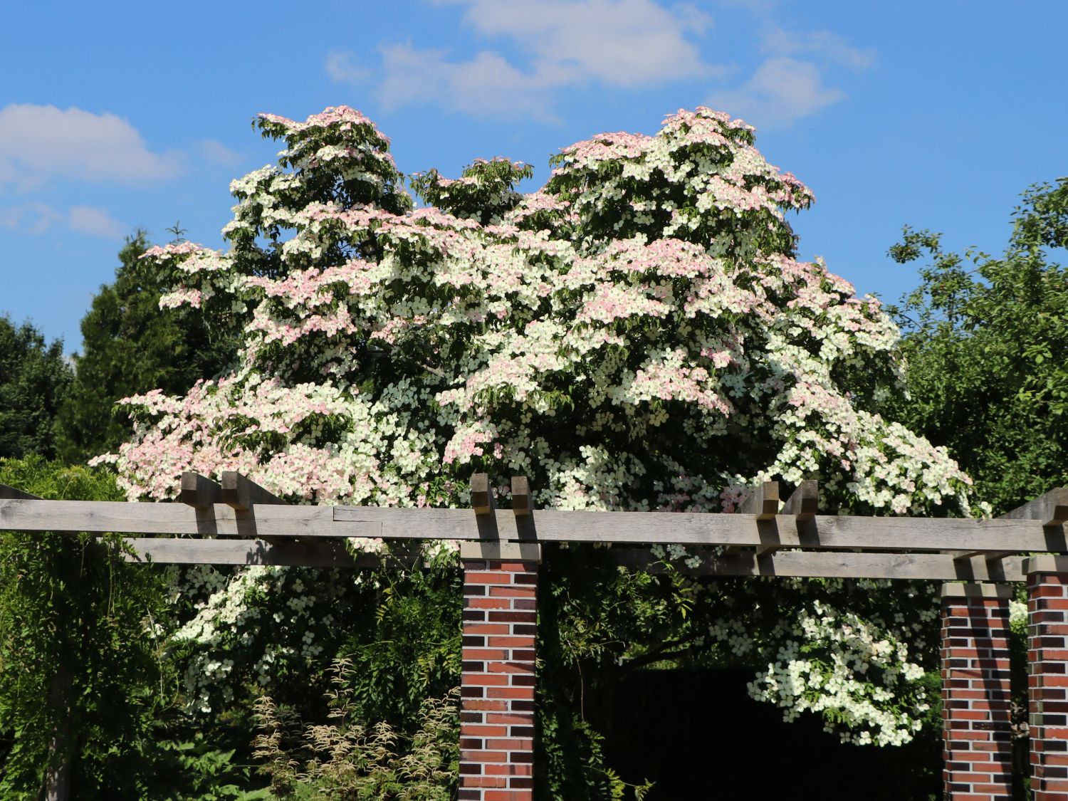 Japanischer Blumen-Hartriegel 'Norman Haddon' - Cornus kousa 'Norman Haddon'
