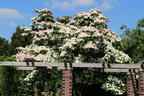 Japanischer Blumen-Hartriegel 'Norman Haddon' - Cornus kousa 'Norman Haddon'