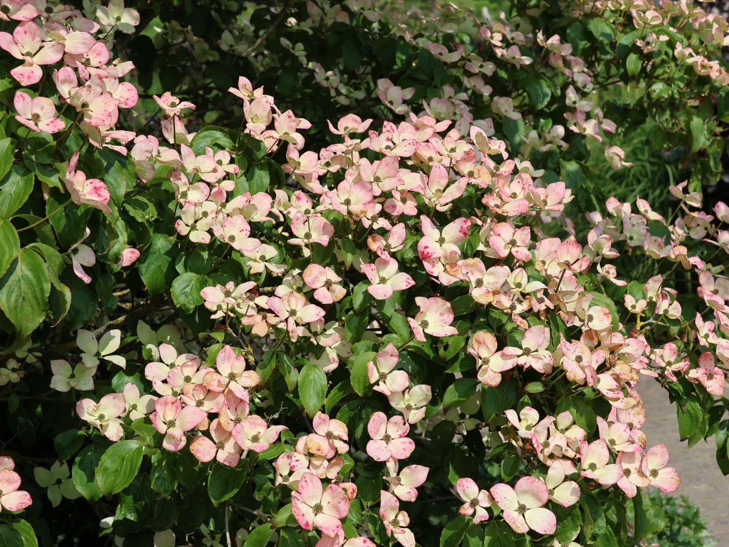 Japanischer Blumen-Hartriegel 'Norman Haddon' - Cornus kousa 'Norman Haddon'