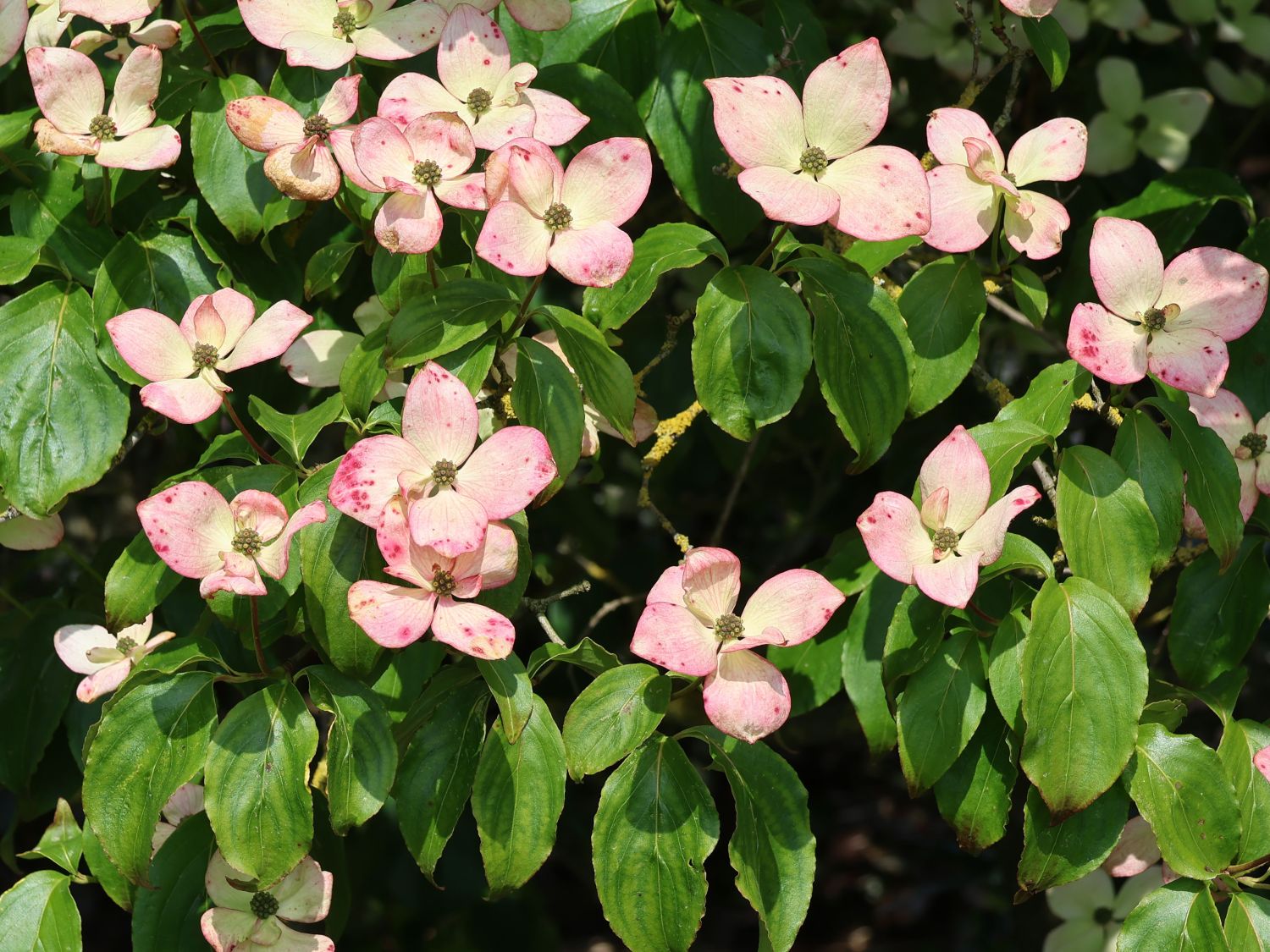 Japanischer Blumen-Hartriegel 'Norman Haddon' - Cornus kousa 'Norman Haddon'
