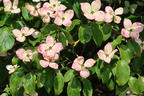 Japanischer Blumen-Hartriegel 'Norman Haddon' - Cornus kousa 'Norman Haddon'