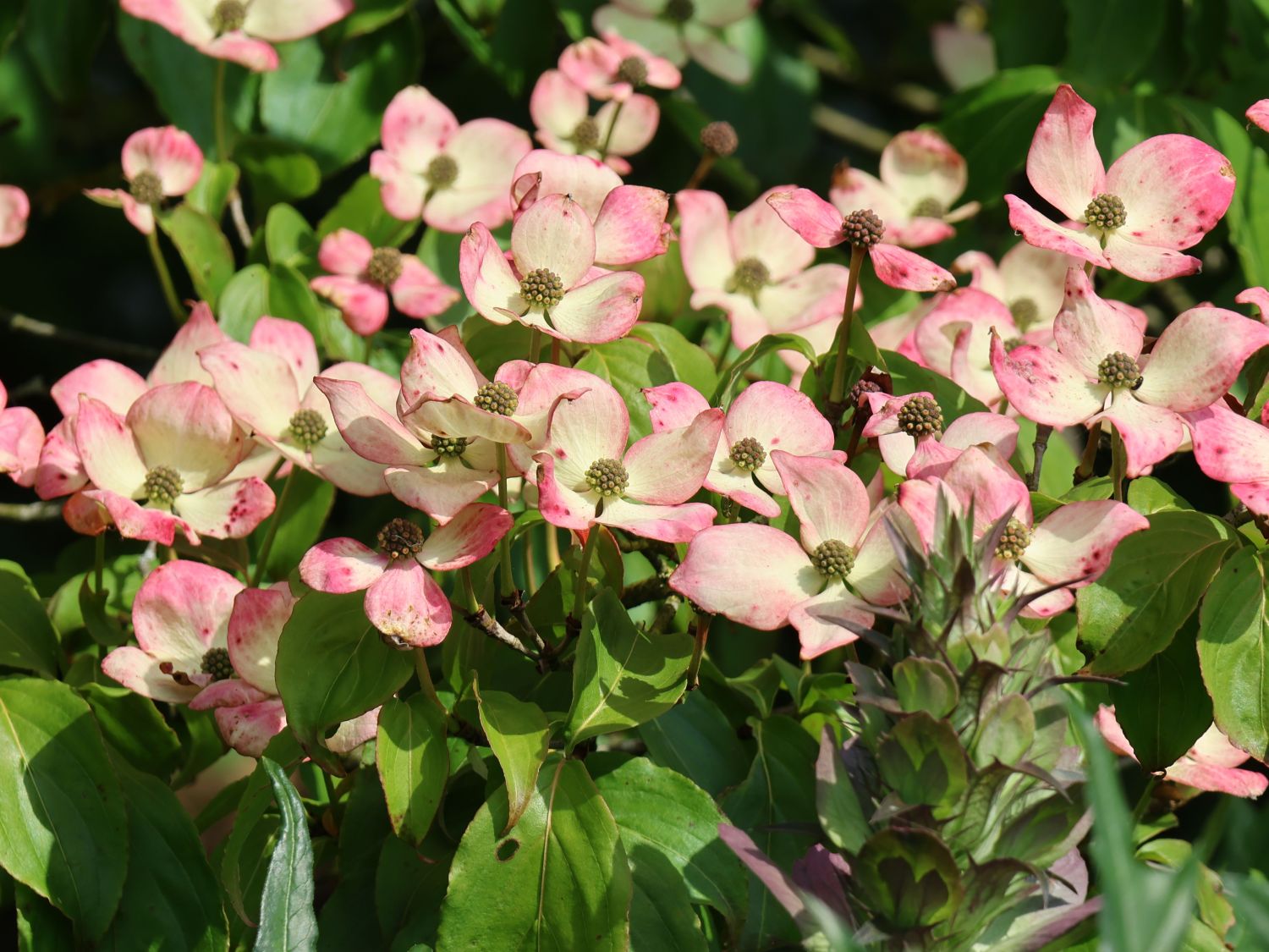 Japanischer Blumen-Hartriegel 'Norman Haddon' - Cornus kousa 'Norman Haddon'