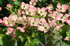 Japanischer Blumen-Hartriegel 'Norman Haddon' - Cornus kousa 'Norman Haddon'