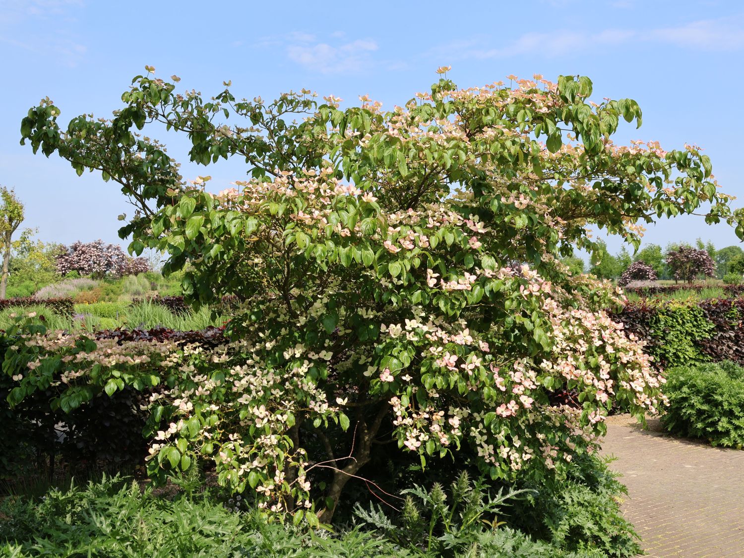 Japanischer Blumen-Hartriegel 'Norman Haddon' - Cornus kousa 'Norman Haddon'