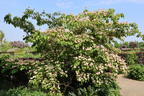 Japanischer Blumen-Hartriegel 'Norman Haddon' - Cornus kousa 'Norman Haddon'