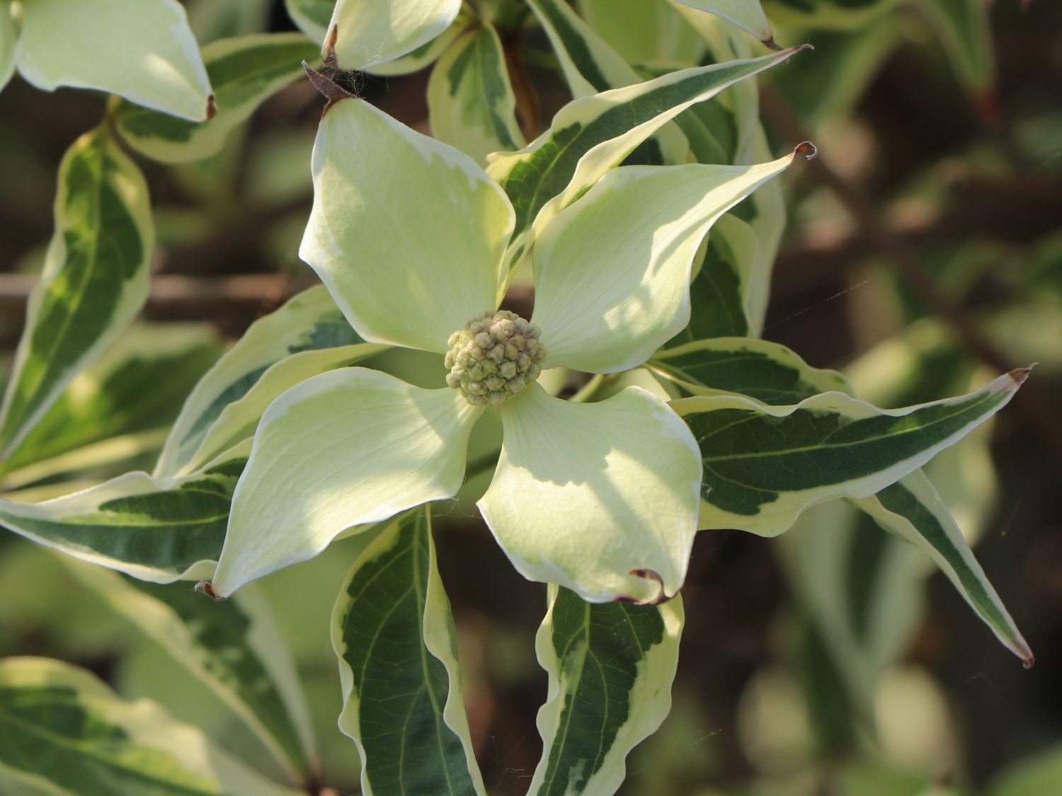 Japanischer Blumen-Hartriegel 'Peve Limbo' - Cornus kousa 'Peve Limbo'