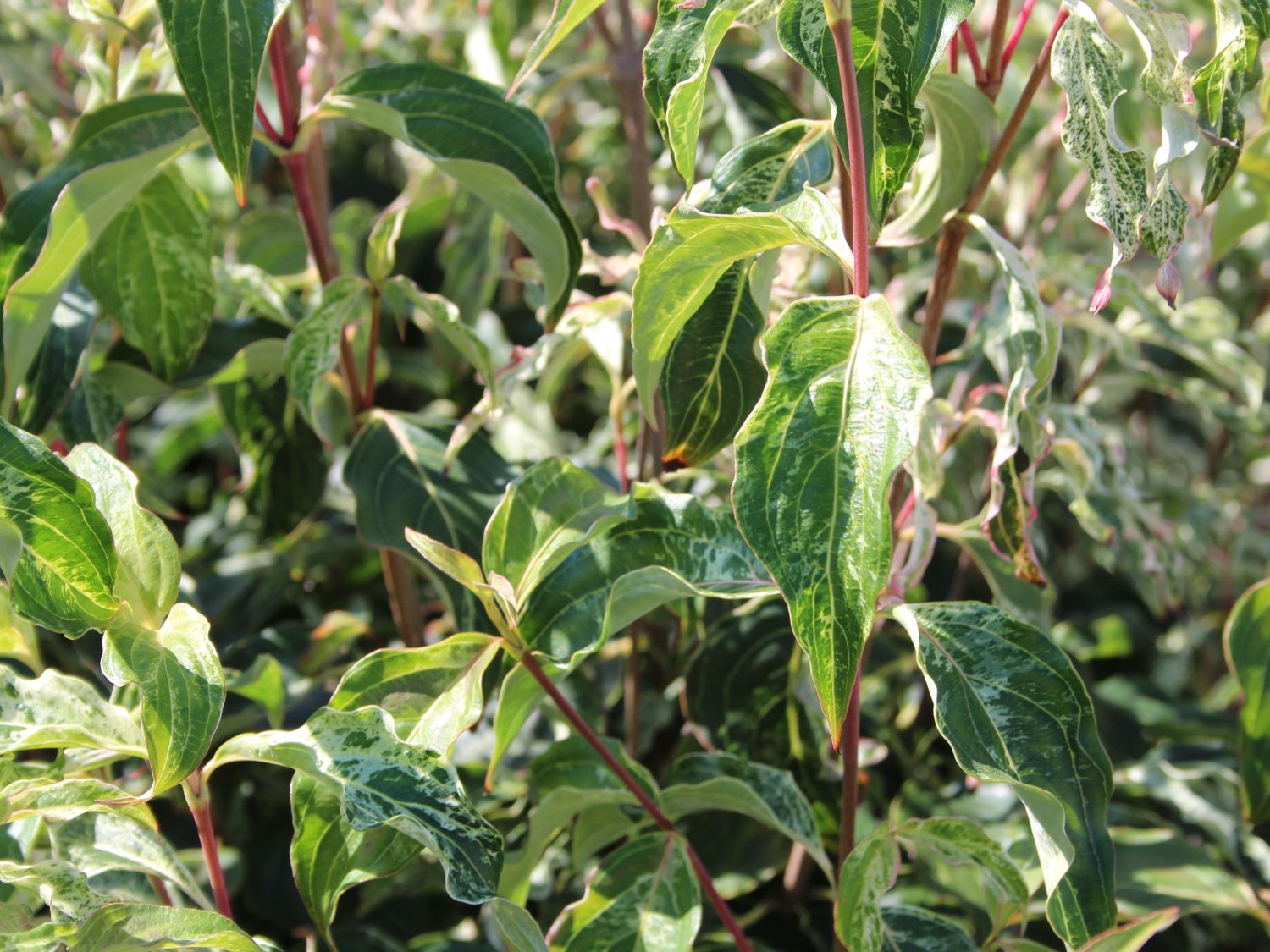 Japanischer Blumen-Hartriegel 'Pink Lips' - Cornus kousa 'Pink Lips'
