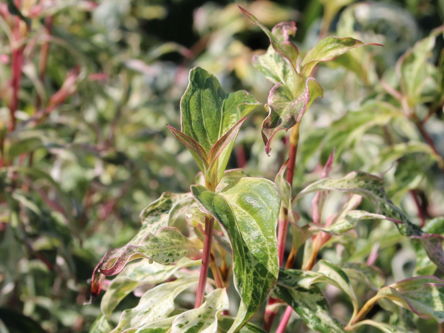 Japanischer Blumen-Hartriegel 'Pink Lips' - Cornus kousa 'Pink Lips'