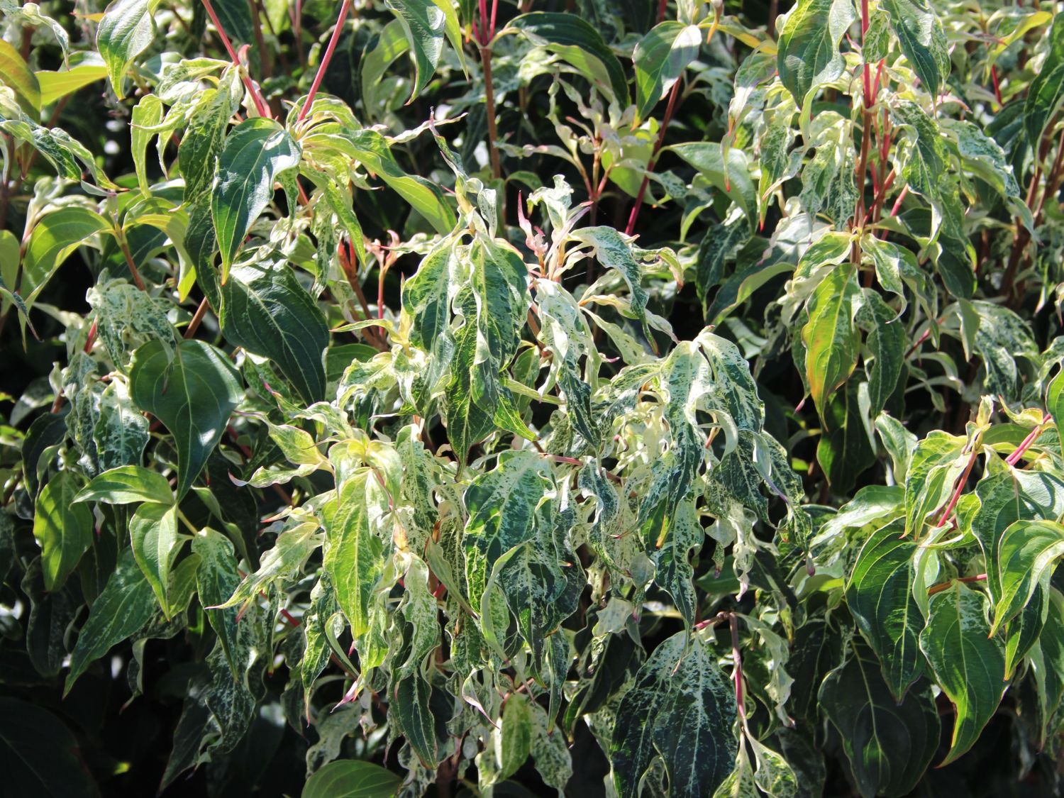 Japanischer Blumen-Hartriegel 'Pink Lips' - Cornus kousa 'Pink Lips'