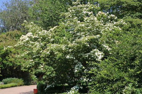 Japanischer Blumen-Hartriegel 'Rasen' - Cornus kousa 'Rasen'