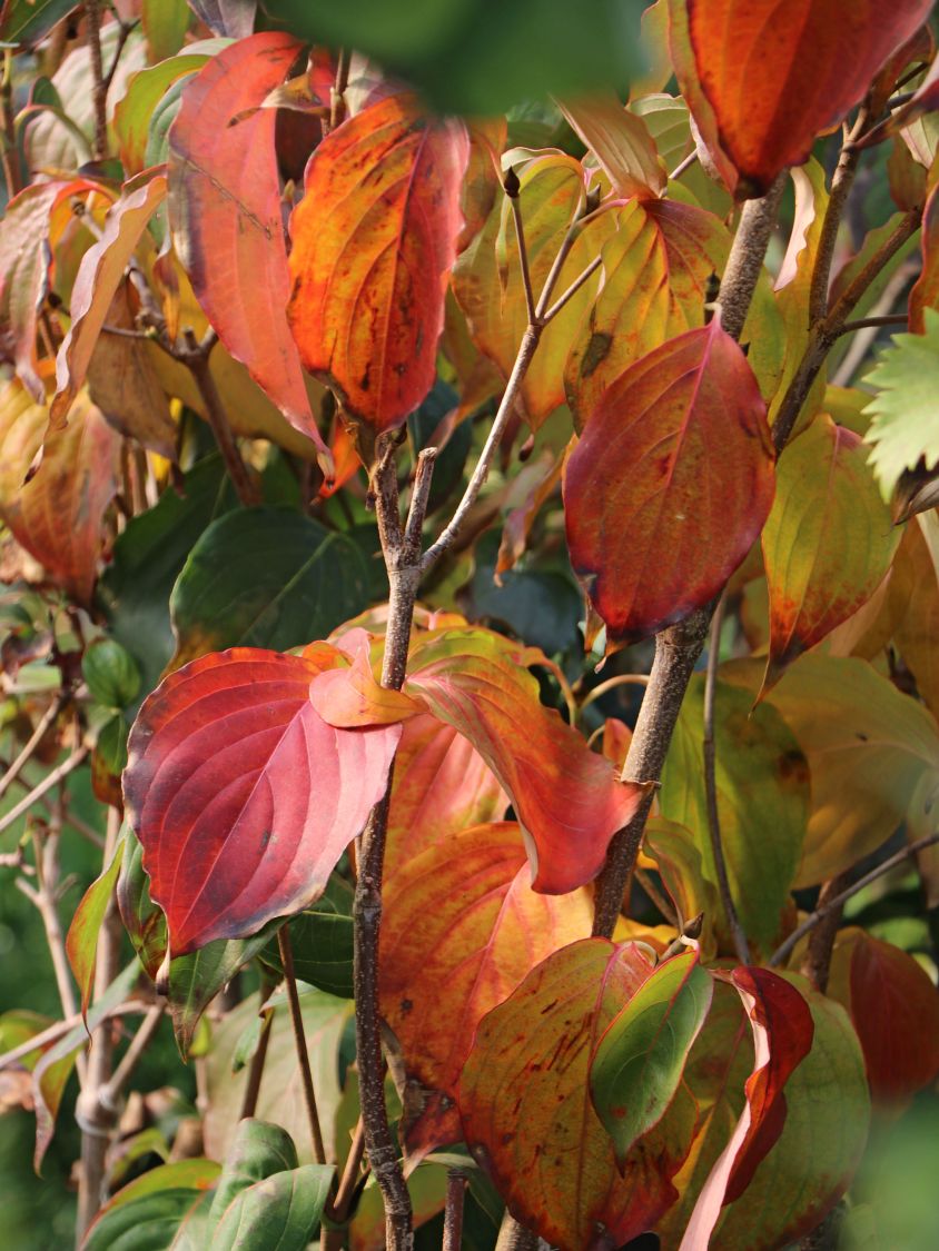 Japanischer Blumen-Hartriegel 'Rasen' - Cornus kousa 'Rasen'