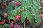 Japanischer Blumen-Hartriegel 'Rasen' - Cornus kousa 'Rasen'