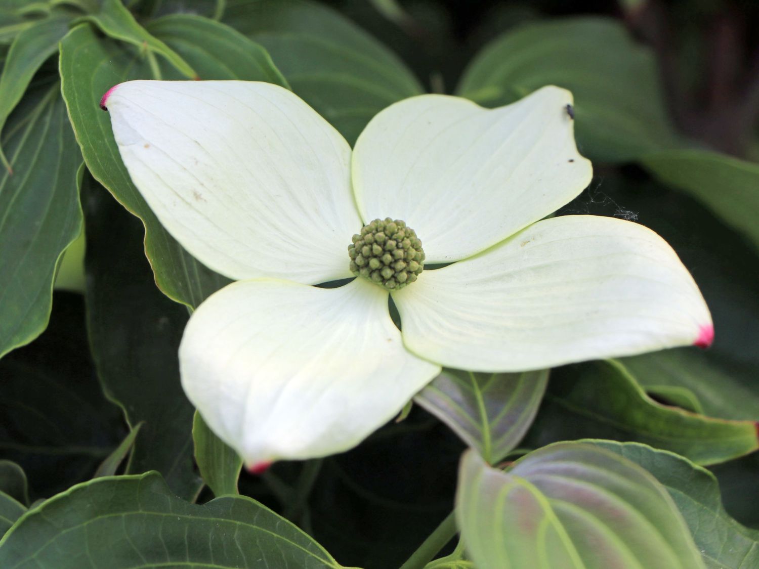 Japanischer Blumen-Hartriegel 'Rasen' - Cornus kousa 'Rasen'