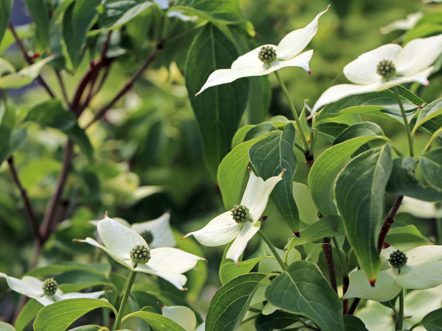 Japanischer Blumen-Hartriegel 'Rasen' - Cornus kousa 'Rasen'