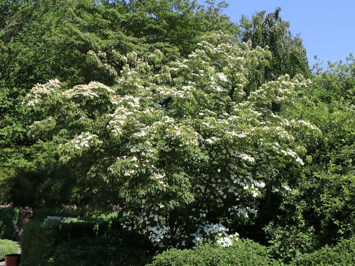 Japanischer Blumen-Hartriegel 'Rasen' - Cornus kousa 'Rasen'