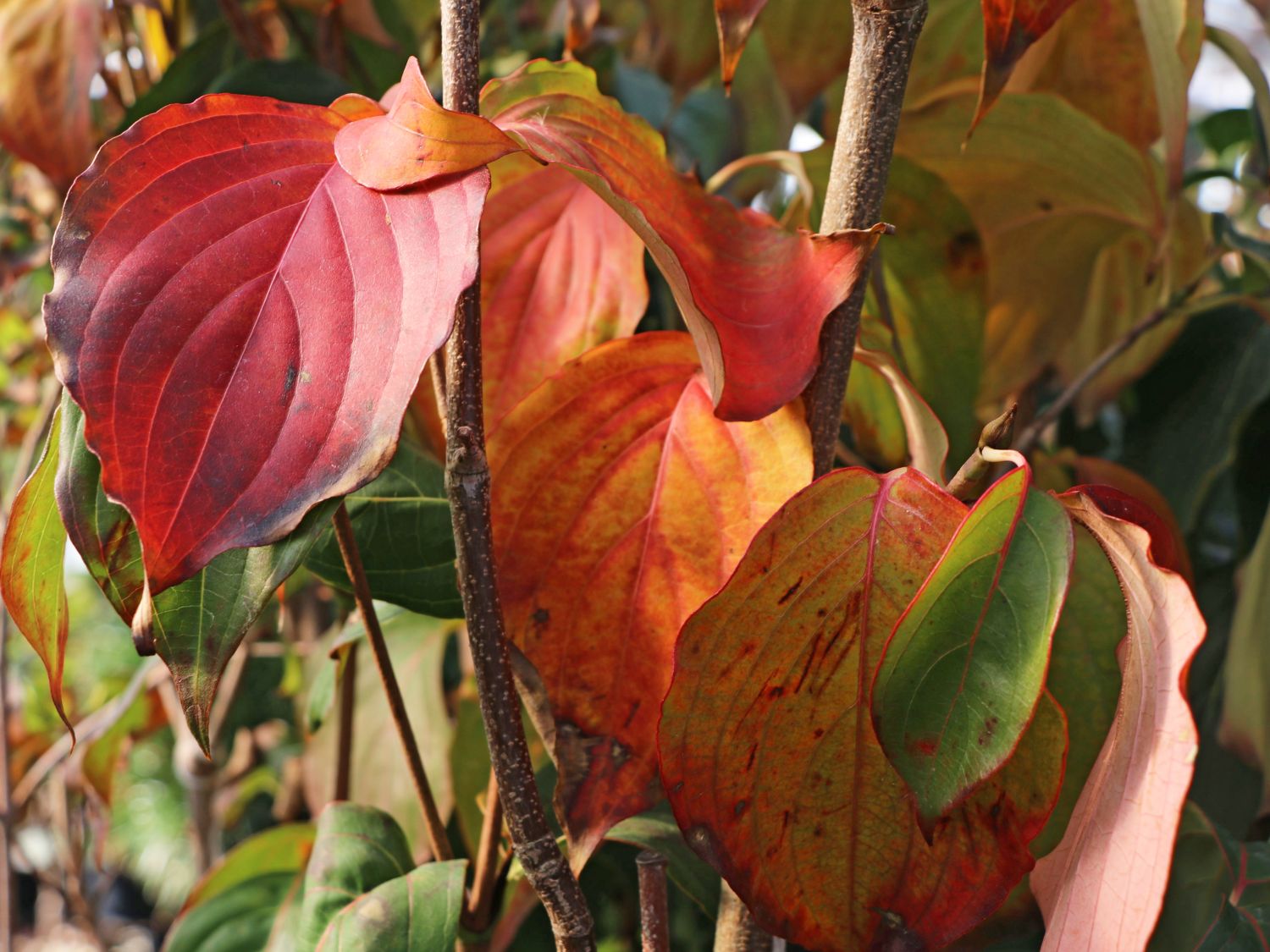 Japanischer Blumen-Hartriegel 'Rasen' - Cornus kousa 'Rasen'