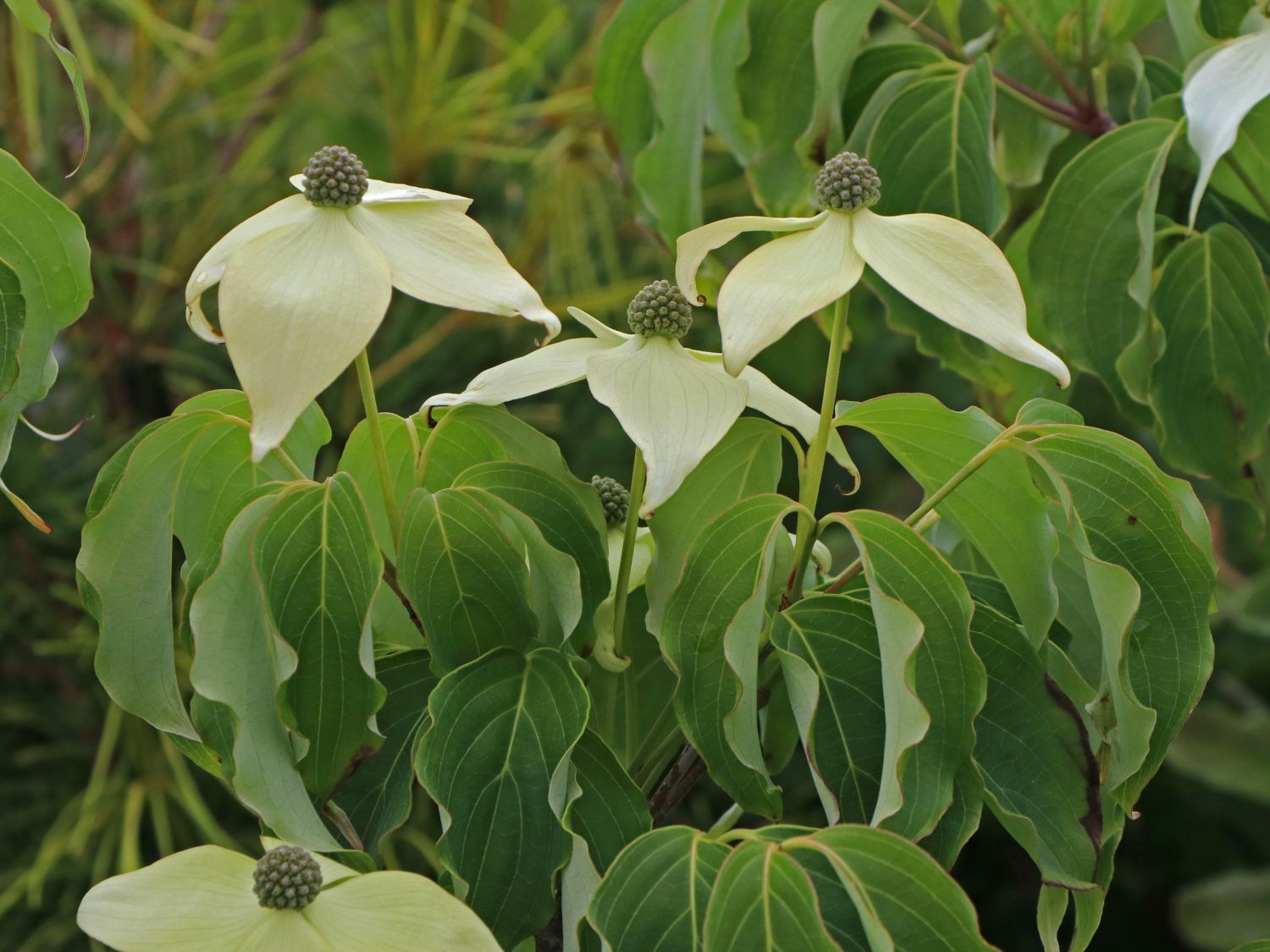 Japanischer Blumen-Hartriegel 'Rel Whirlwind' - Cornus kousa 'Rel Whirlwind'