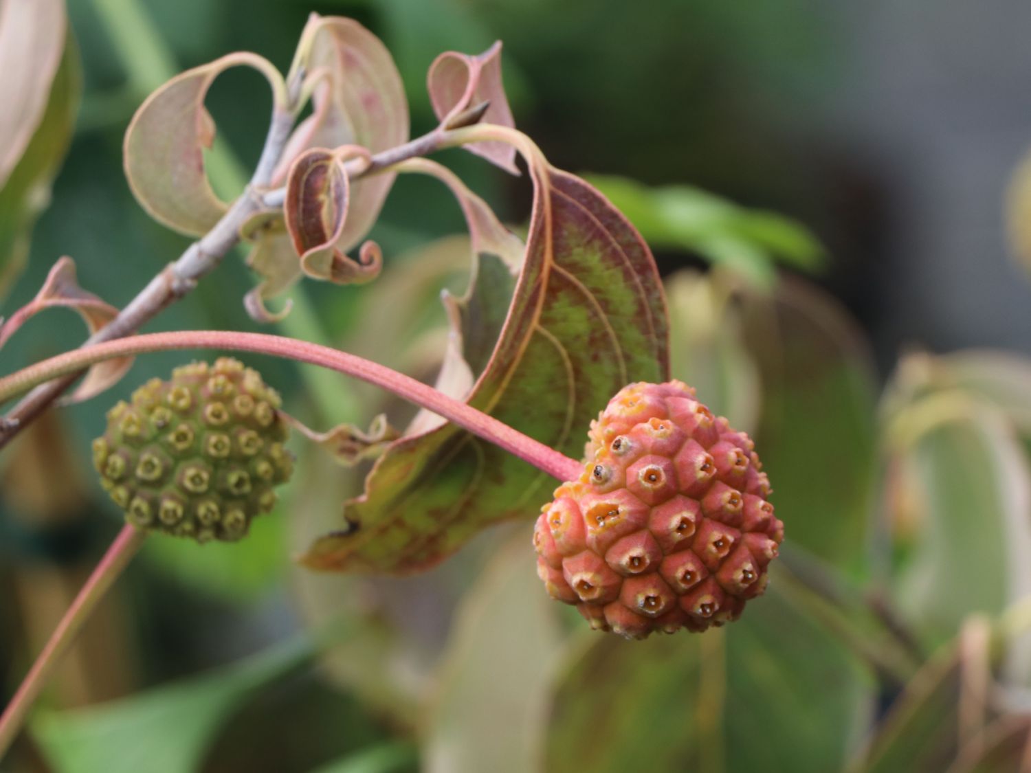 Japanischer Blumen-Hartriegel 'Rel Whirlwind' - Cornus kousa 'Rel Whirlwind'