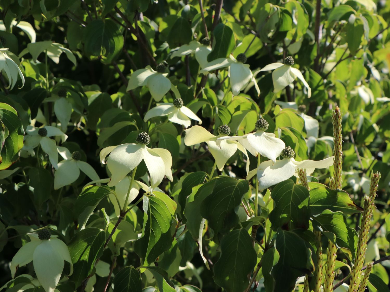 Japanischer Blumen-Hartriegel 'Rel Whirlwind' - Cornus kousa 'Rel Whirlwind'
