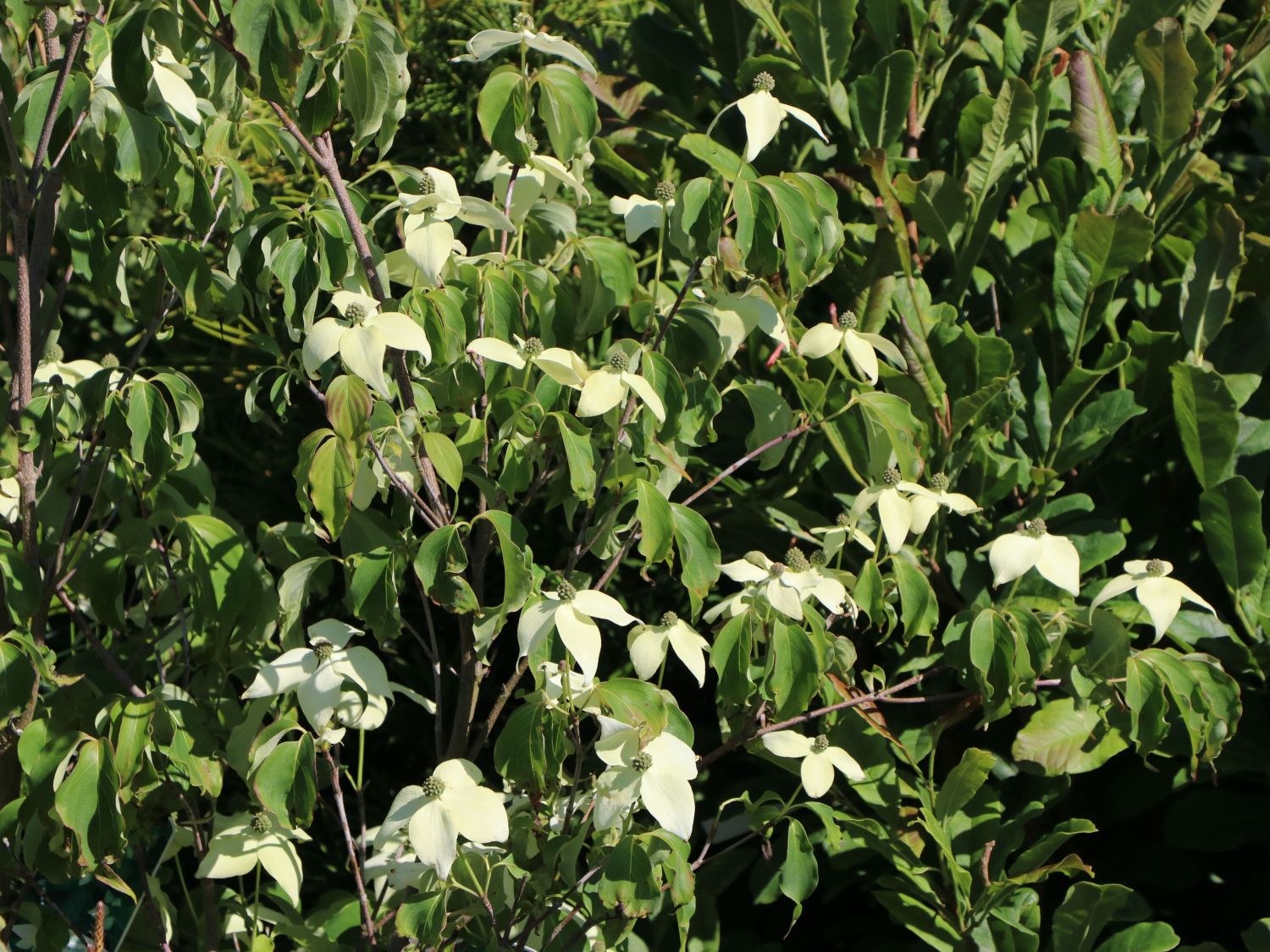 Japanischer Blumen-Hartriegel 'Rel Whirlwind' - Cornus kousa 'Rel Whirlwind'