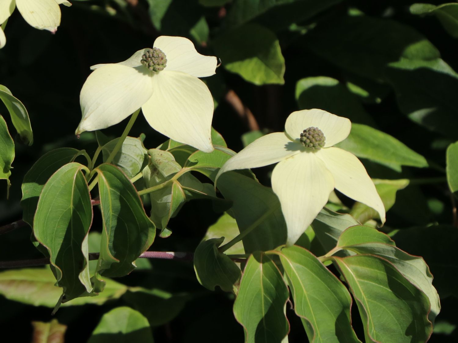 Japanischer Blumen-Hartriegel 'Rel Whirlwind' - Cornus kousa 'Rel Whirlwind'
