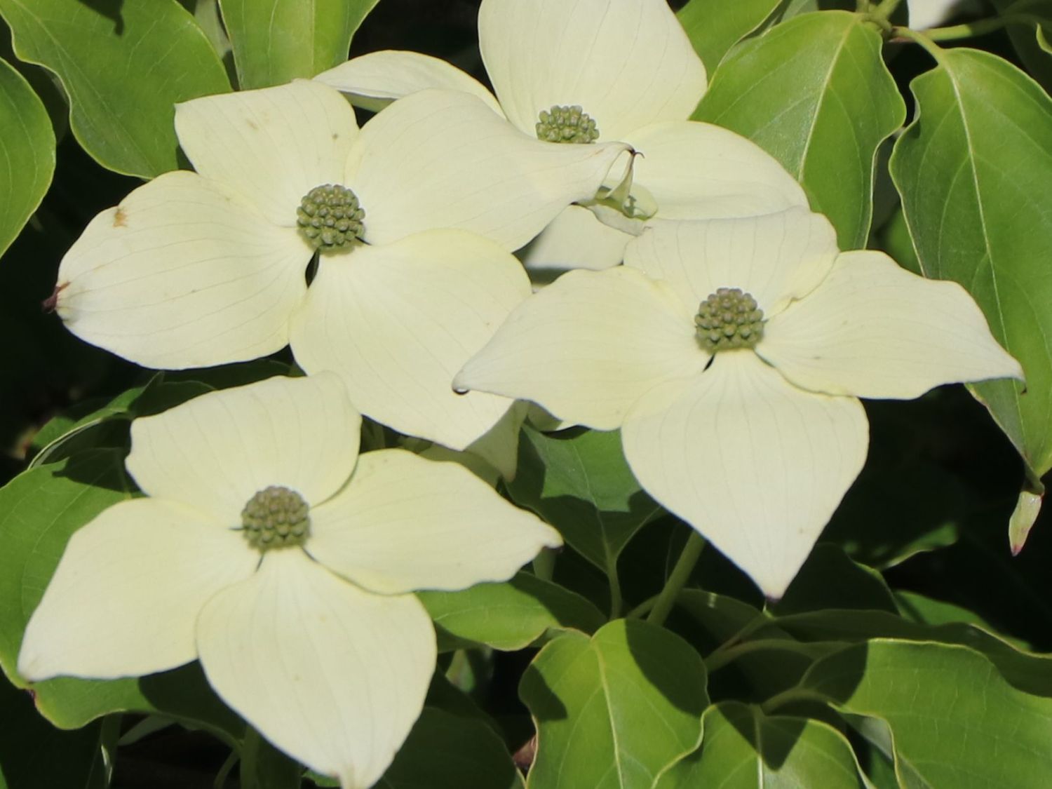 Japanischer Blumen-Hartriegel 'Rel Whirlwind' - Cornus kousa 'Rel Whirlwind'