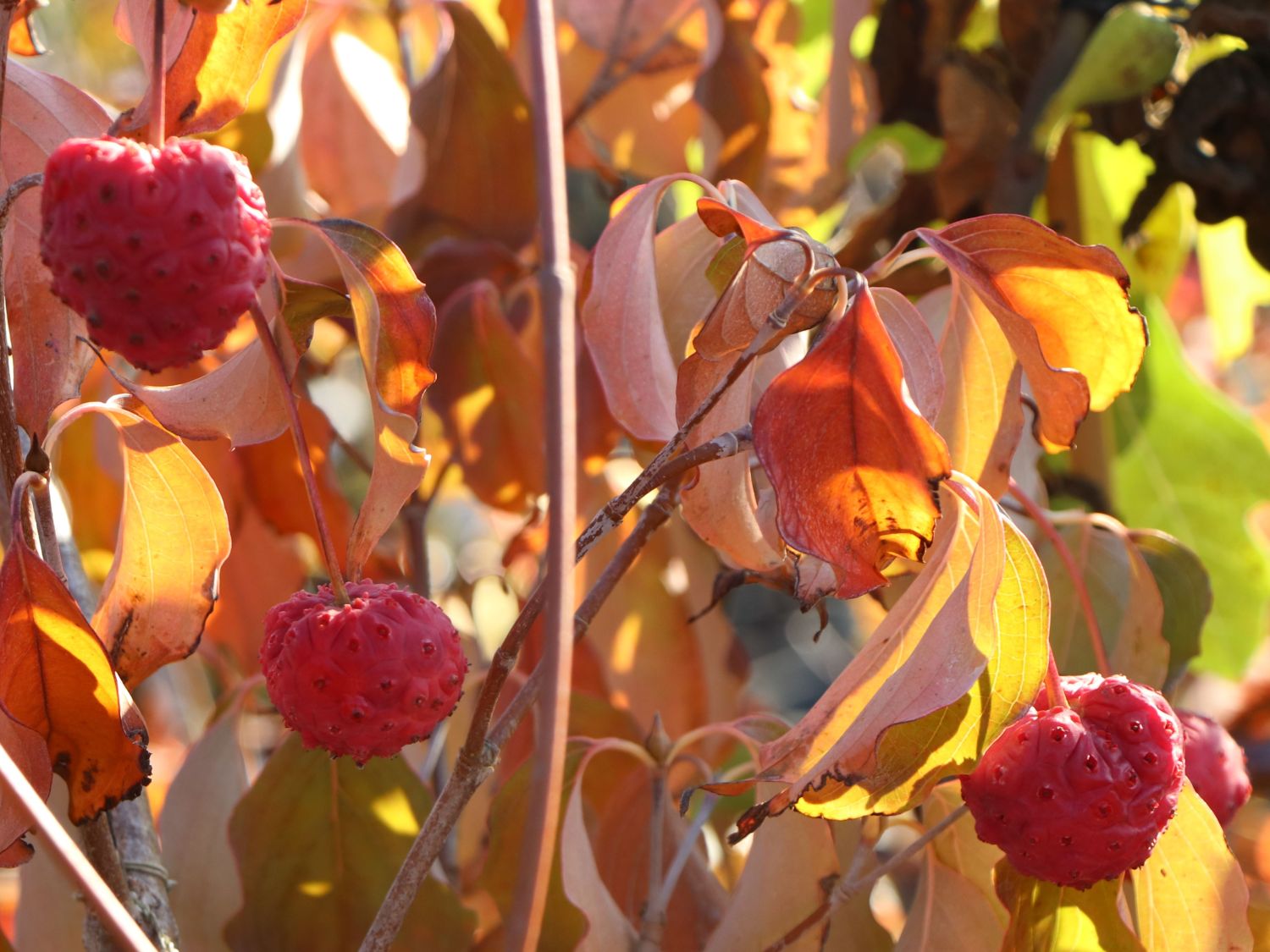 Japanischer Blumen-Hartriegel 'Rel Whirlwind' - Cornus kousa 'Rel Whirlwind'