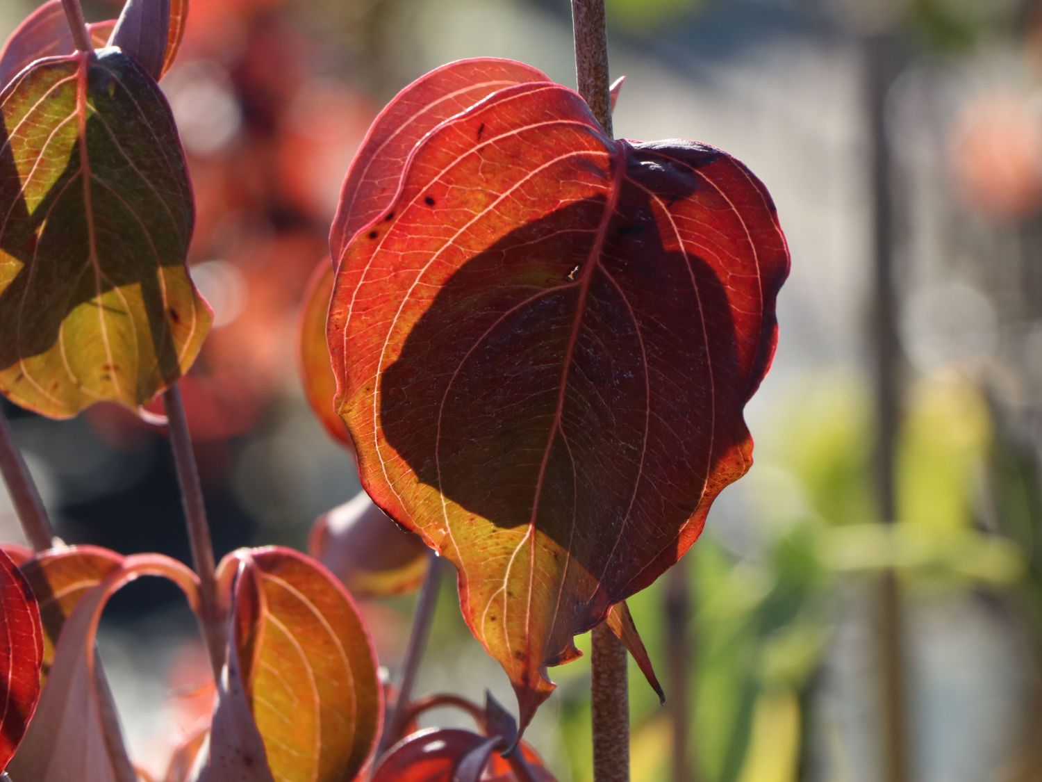 Japanischer Blumen-Hartriegel 'Rel Whirlwind' - Cornus kousa 'Rel Whirlwind'