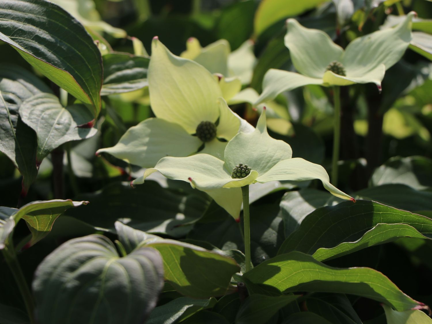 Japanischer Blumen-Hartriegel 'Robert's Select' - Cornus kousa 'Robert's Select'